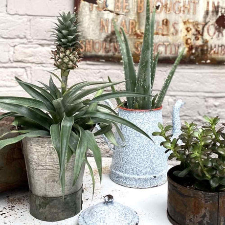 Ananas Tropical cu Fruct Mi Amigo, 40 cm, planta exotica decorativa, usor de ingrijit