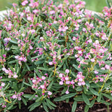 Andromeda polifolia Compacta, arbust vesnic verde pitic, flori roz, pentru sol acid, turbarii si semiumbra