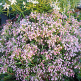 Andromeda polifolia Compacta, arbust vesnic verde pitic, flori roz, pentru sol acid, turbarii si semiumbra