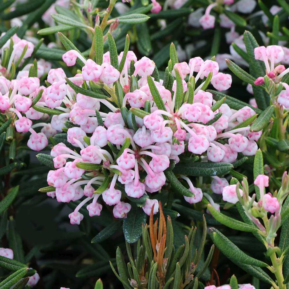Andromeda polifolia Compacta, arbust vesnic verde pitic, flori roz, pentru sol acid, turbarii si semiumbra