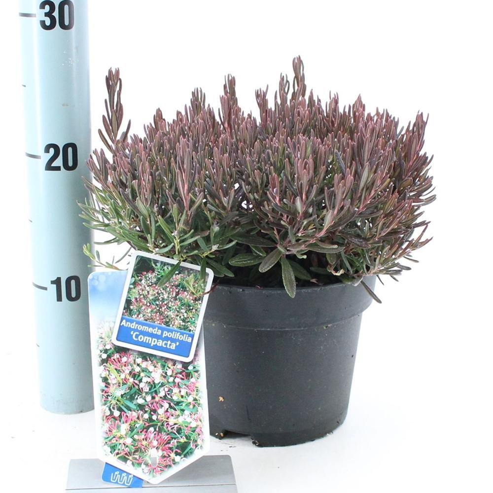 Andromeda polifolia Compacta, arbust vesnic verde pitic, flori roz, pentru sol acid, turbarii si semiumbra