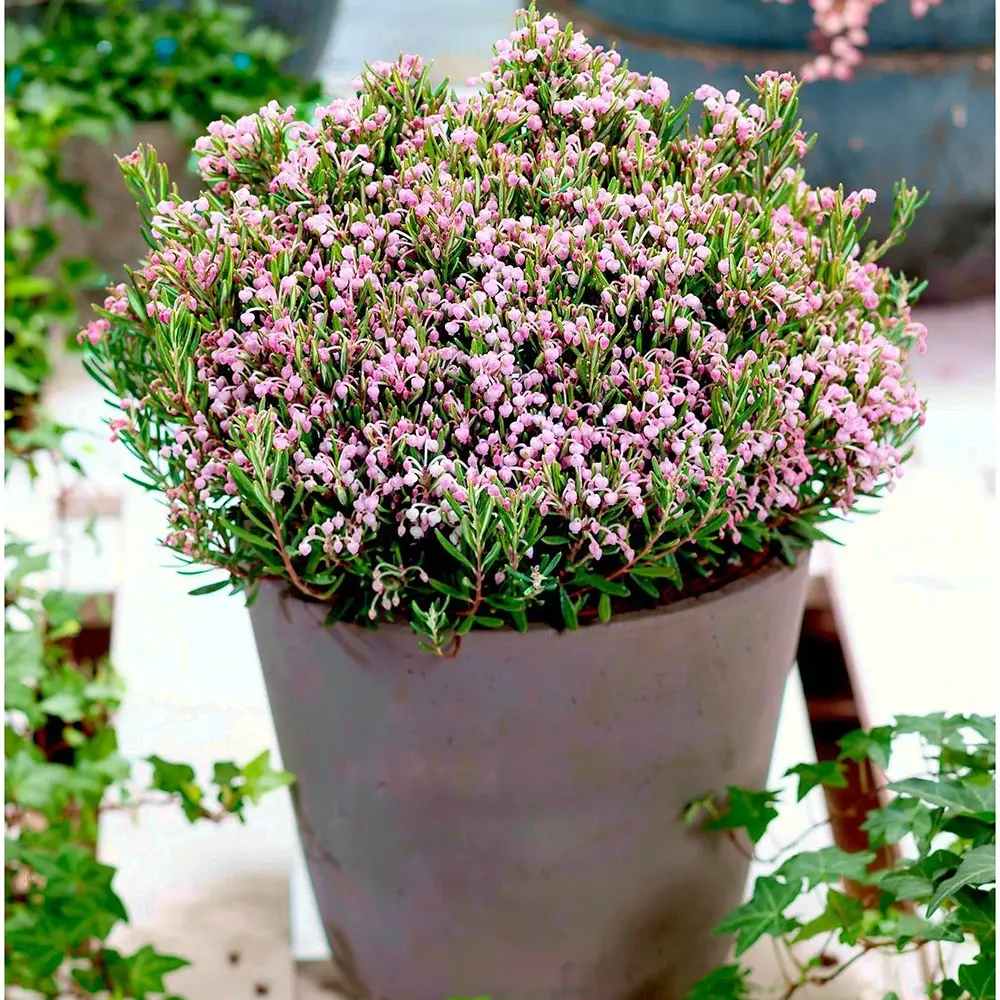 Andromeda polifolia Compacta, arbust vesnic verde pitic, flori roz, pentru sol acid, turbarii si semiumbra