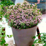 Andromeda polifolia Compacta, arbust vesnic verde pitic, flori roz, pentru sol acid, turbarii si semiumbra