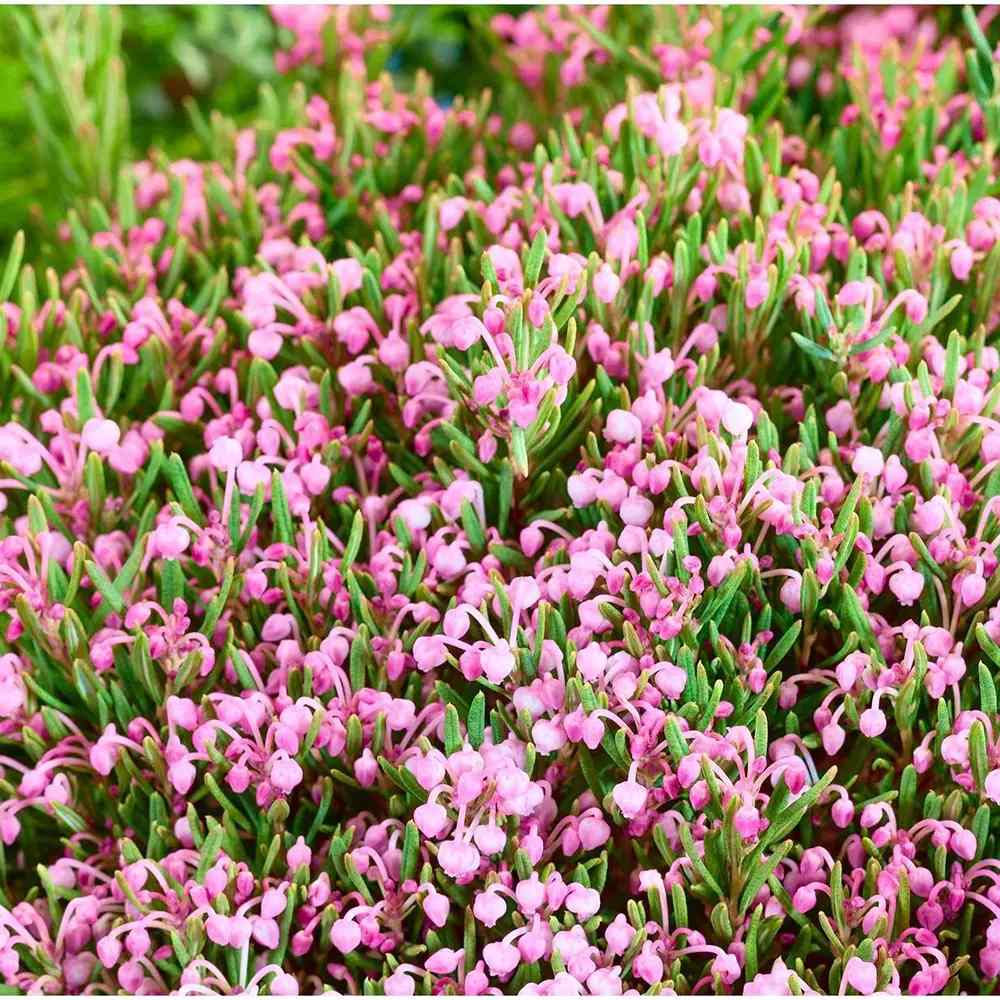 Andromeda polifolia Compacta, arbust vesnic verde pitic, flori roz, pentru sol acid, turbarii si semiumbra