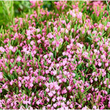 Andromeda polifolia Compacta, arbust vesnic verde pitic, flori roz, pentru sol acid, turbarii si semiumbra