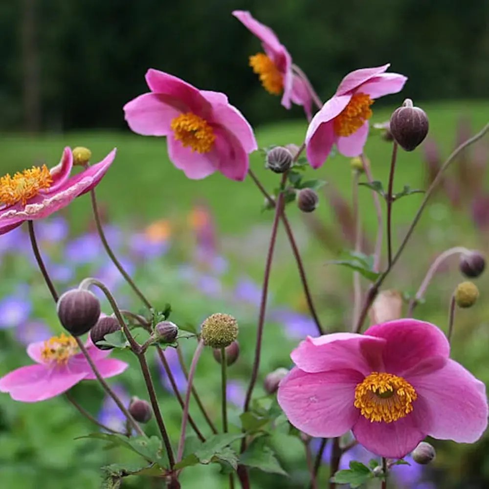 Anemone Japoneza Praecox, perena, flori roz, inflorire toamna, creste rapida