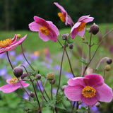 Anemone Japoneza Praecox, perena, flori roz, inflorire toamna, creste rapida