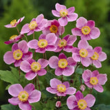Anemone Japoneza Praecox, perena, flori roz, inflorire toamna, creste rapida