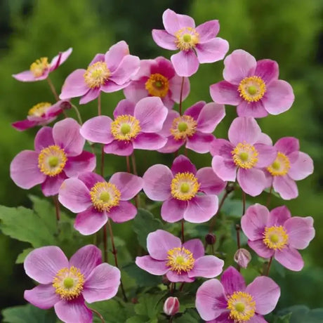 Anemone Japoneza Praecox, perena, flori roz, inflorire toamna, creste rapida