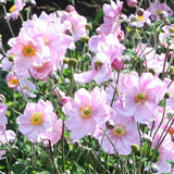 Anemone hybrida Koenigin Charlotte, floarea toamnei roz pal, taratoare, crestere rapida