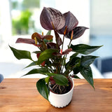 Floarea Flamingo Anthurium Adios Chocolate, 50 cm, planta interior cu flori maro ciocolatiu lucioase in forma de inima