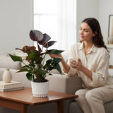 Floarea Flamingo Anthurium Adios Chocolate, 50 cm, planta interior cu flori maro ciocolatiu lucioase in forma de inima