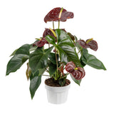 Floarea Flamingo Anthurium Adios Chocolate, 50 cm, planta interior cu flori maro ciocolatiu lucioase in forma de inima