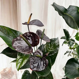 Floarea Flamingo Anthurium Adios Chocolate, 50 cm, planta interior cu flori maro ciocolatiu lucioase in forma de inima