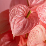 Floarea Flamingo Anthurium Karma Joli, flori roz intens, frunze in forma de inima