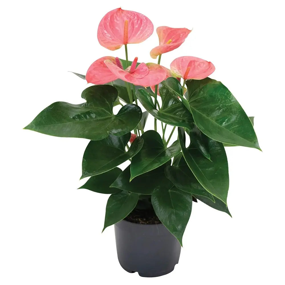 Floarea Flamingo Anthurium Karma Joli, flori roz intens, frunze in forma de inima