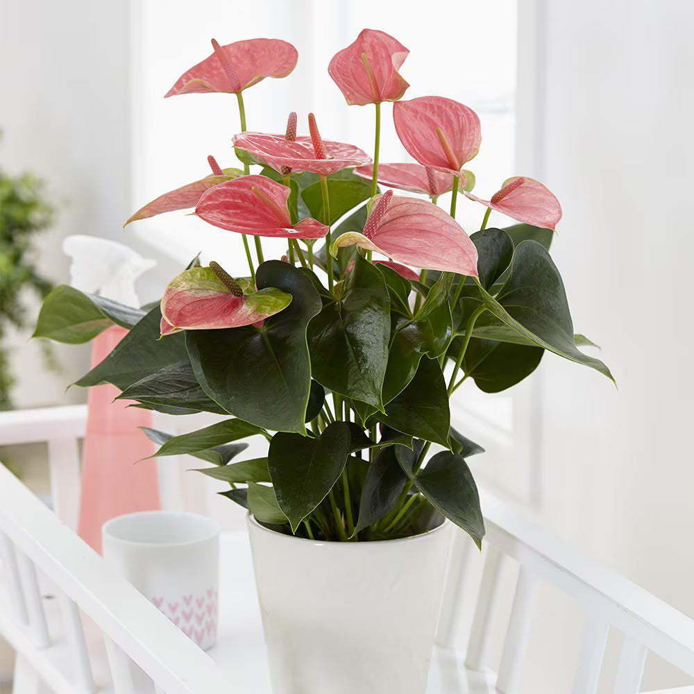 Floarea Flamingo Anthurium Karma Joli, flori roz intens, frunze in forma de inima