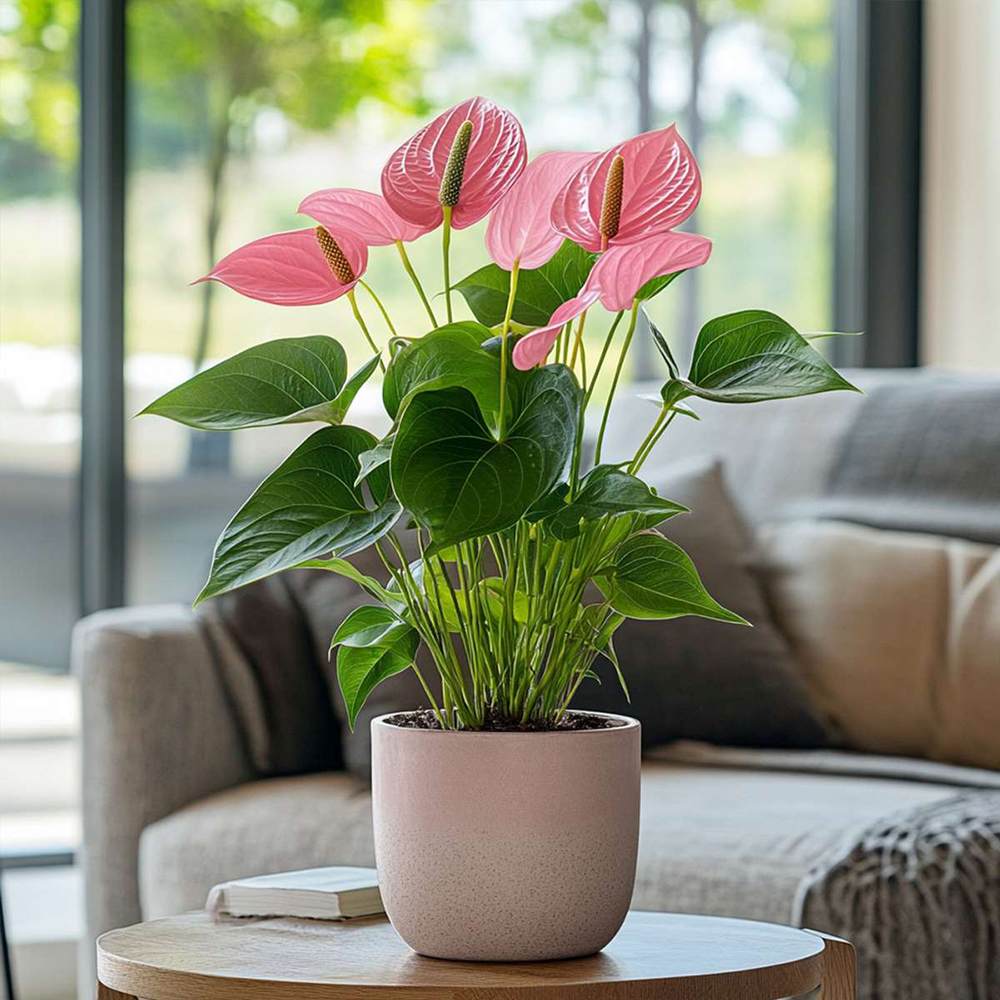 Floarea Flamingo Anthurium Karma Joli, flori roz intens, frunze in forma de inima