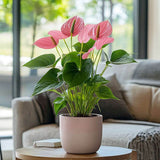 Floarea Flamingo Anthurium Karma Joli, flori roz intens, frunze in forma de inima