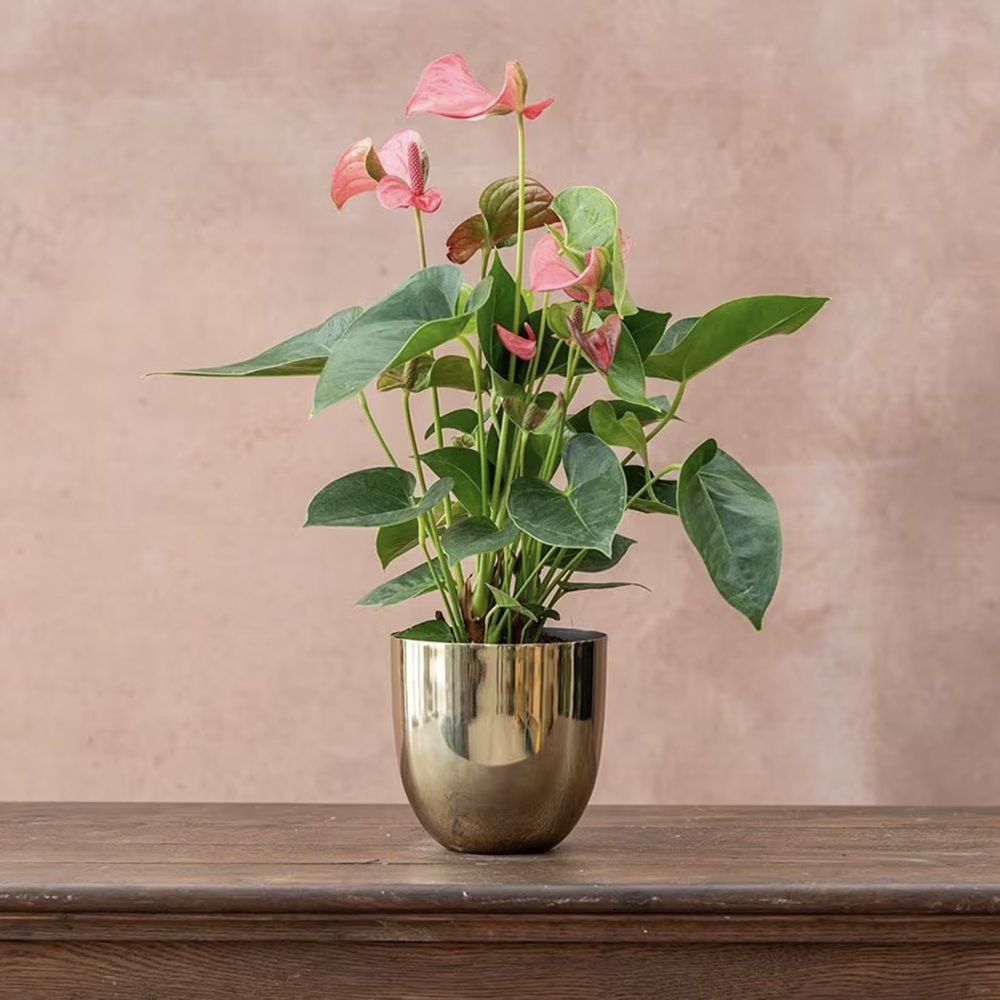 Floarea Flamingo Anthurium Karma Joli, flori roz intens, frunze in forma de inima