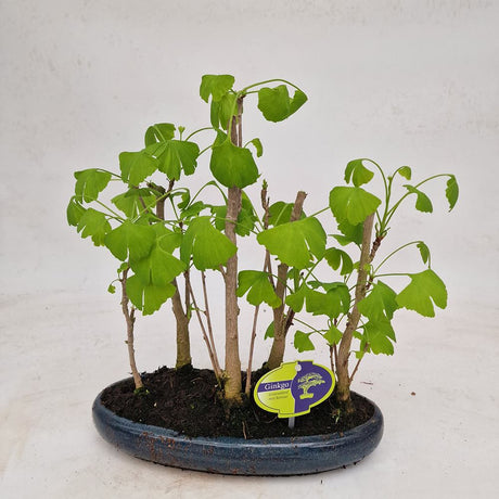 Aranjament Bonsai cu Ginkgo biloba Auriu, arbore miniatura decorativ cu frunze evantai, colorit galben toamna, rezistent la ger - 45 cm
