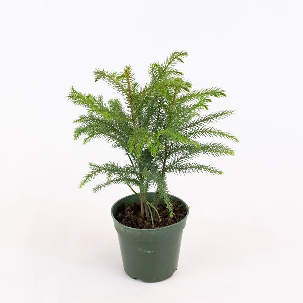 Brad de Camera Norfolk (Araucaria Heterophylla), 35 cm, decorativ de interior, vesnic verde, usor de ingrijit, perfect pentru verandele luminoase si neincalzite