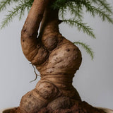 Araucaria Cunninghamii Bonsai, 60-65 cm, eleganta unui conifer tropical in miniatura