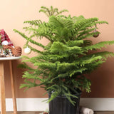 Brad de Camera Norfolk (Araucaria Heterophylla), 35 cm, decorativ de interior, vesnic verde, usor de ingrijit, perfect pentru verandele luminoase si neincalzite
