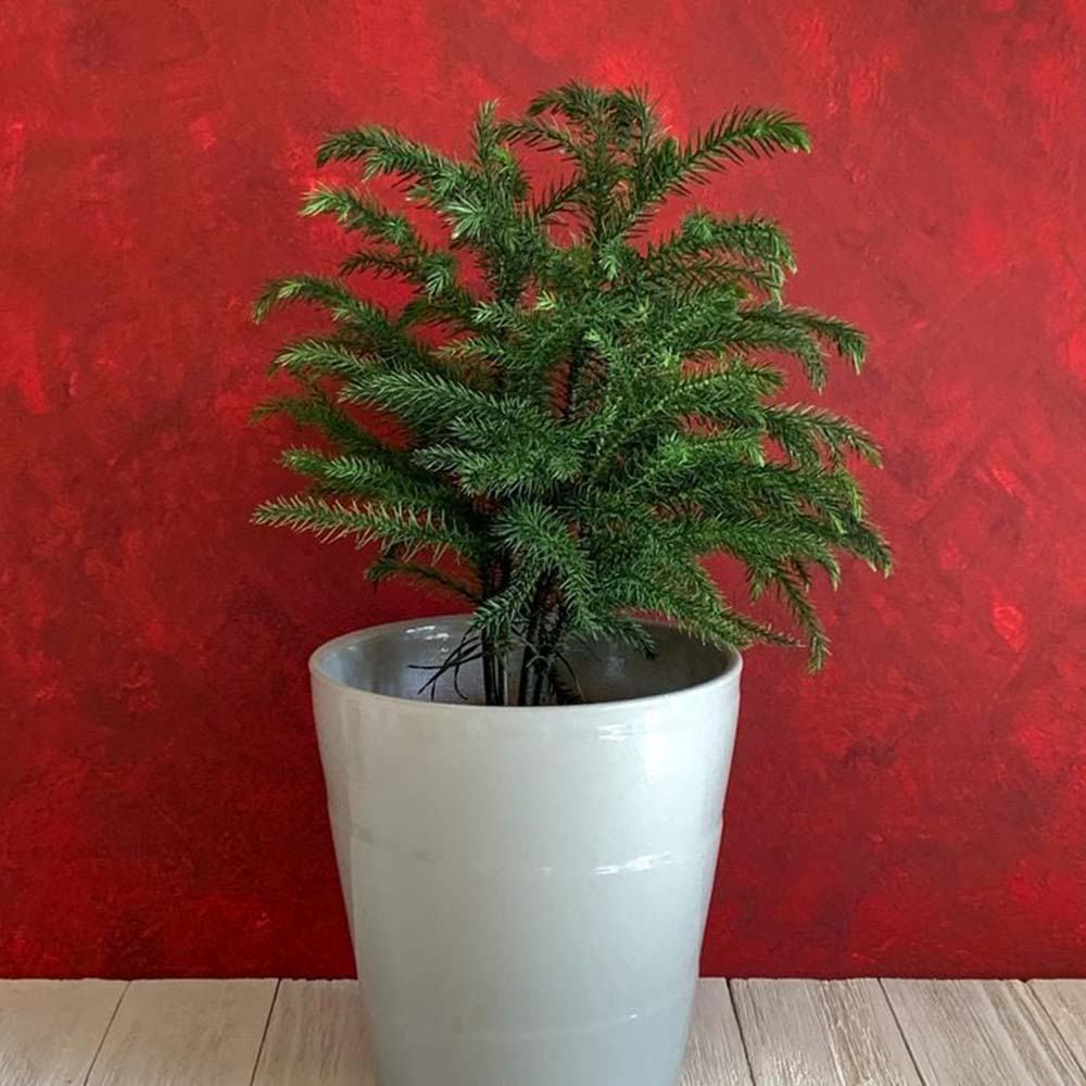 Brad de Camera Norfolk (Araucaria Heterophylla), 35 cm, decorativ de interior, vesnic verde, usor de ingrijit, perfect pentru verandele luminoase si neincalzite