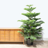 Brad de Camera Norfolk (Araucaria Heterophylla), 35 cm, decorativ de interior, vesnic verde, usor de ingrijit, perfect pentru verandele luminoase si neincalzite