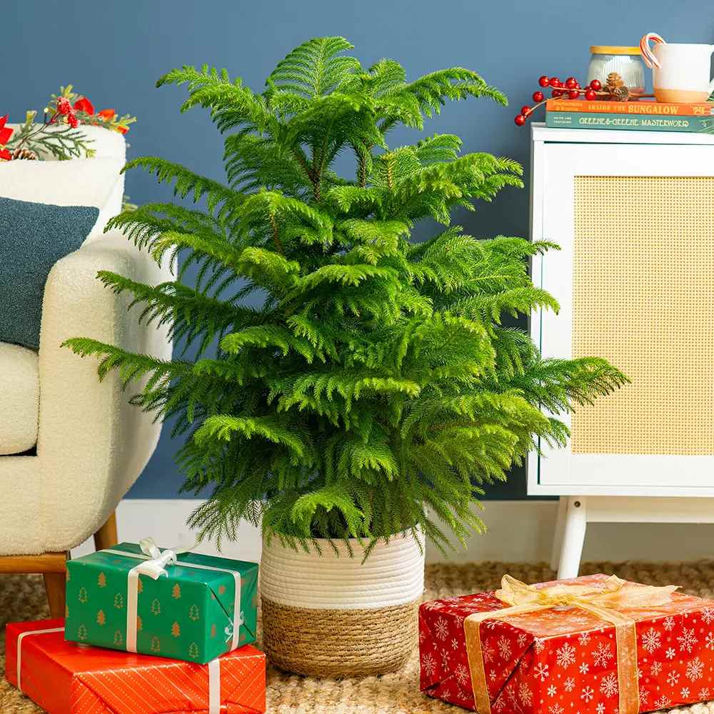 Brad de Camera Norfolk (Araucaria Heterophylla), 35 cm, decorativ de interior, vesnic verde, usor de ingrijit, perfect pentru verandele luminoase si neincalzite