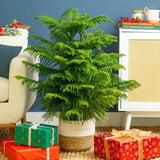 Brad de Camera Norfolk (Araucaria Heterophylla), 35 cm, decorativ de interior, vesnic verde, usor de ingrijit, perfect pentru verandele luminoase si neincalzite