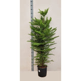 Brad de Camera Norfolk (Araucaria Heterophylla), decorativ de interior, vesnic verde, usor de ingrijit, perfect pentru verandele luminoase si neincalzite - 170 cm