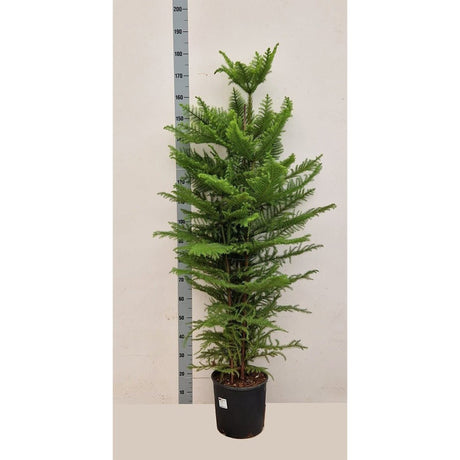 Brad de Camera Norfolk (Araucaria Heterophylla), decorativ de interior, vesnic verde, usor de ingrijit, perfect pentru verandele luminoase si neincalzite - 170 cm