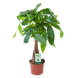 Arborele Banilor (Pachira Aquatica), cu tulpina Impletita, planta de interior norocoasa, purificatoare de aer - 45 cm