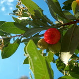 Arborele de capsuni (Arbutus Unedo), fructe dulci rosii, an 3 pe rod