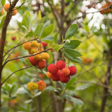 Arborele de capsuni (Arbutus Unedo), fructe dulci rosii, an 3 pe rod