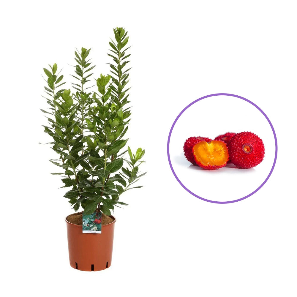 Arborele de capsuni (Arbutus Unedo), fructe dulci rosii, an 3 pe rod