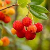 Arborele de capsuni (Arbutus Unedo), fructe dulci rosii, an 3 pe rod