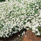 Arenaria montana planta perena taratoare, decorativa cu flori albe rezistenta la frig