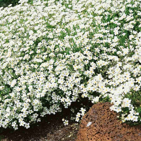 Arenaria montana planta perena taratoare, decorativa cu flori albe rezistenta la frig