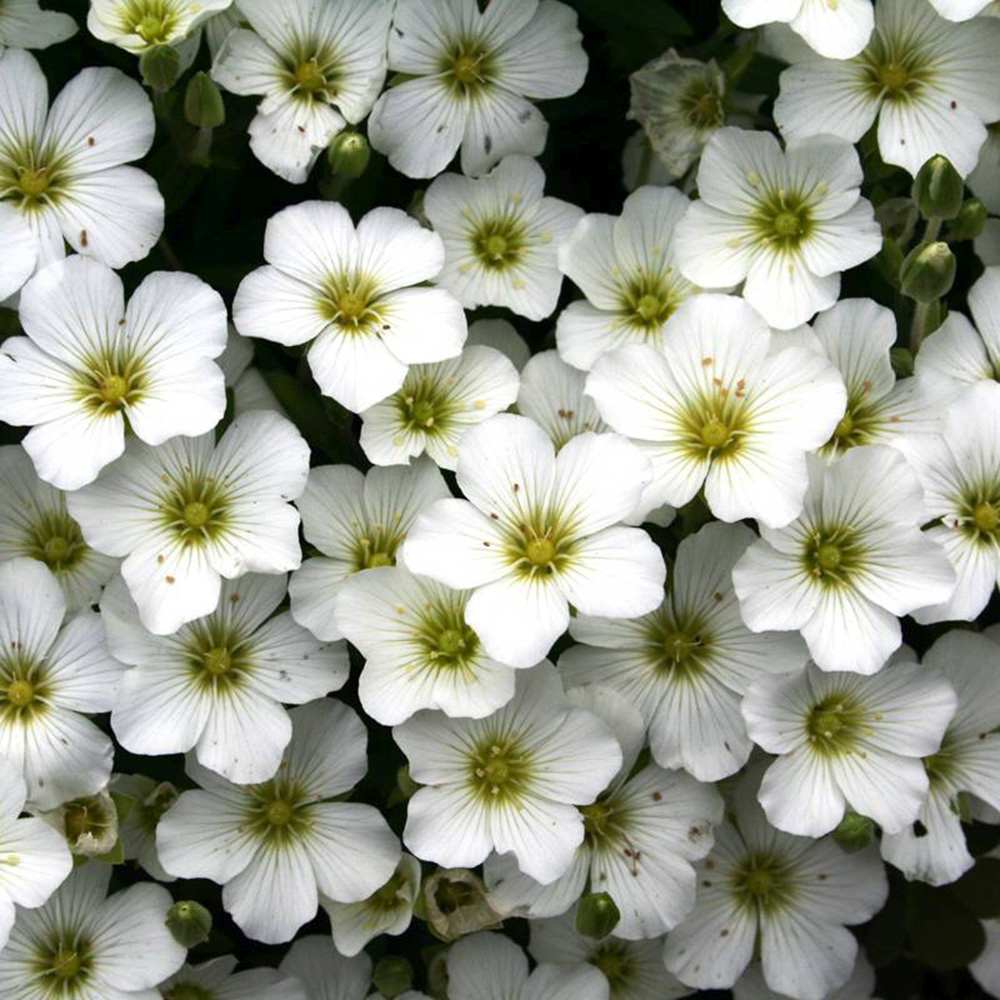 Arenaria montana planta perena taratoare, decorativa cu flori albe rezistenta la frig