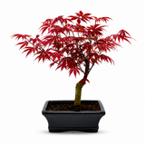 Aranjament Bonsai Zen cu Artar Japonez Atropurpureum, 35 cm, bonsai mini copac , cadou perfect
