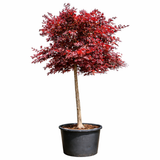 Artar Japonez rosu Fireglow, cu frunzis rosu intens stralucitor, rezistent frig -20°C