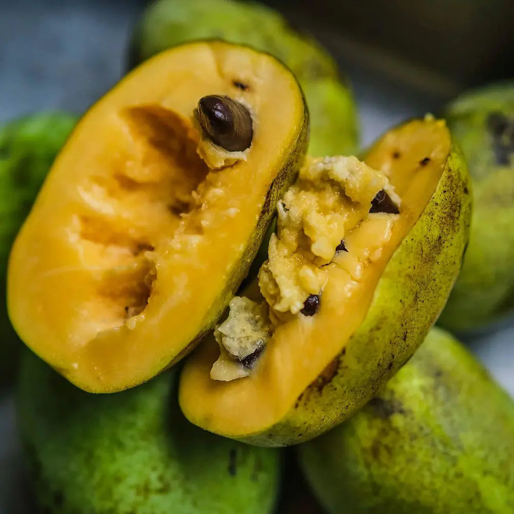 Bananierul Nordului (Asimina triloba Pawpaw), cu Fructe dulci, cremoase, cu aroma de banana si mango