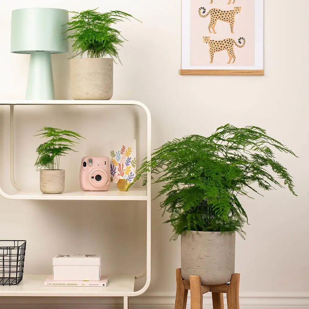 Asparagus Setaceus Plumosus (Umbra Iepurelui) - 35 cm