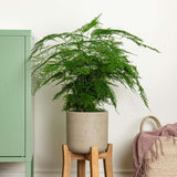 Asparagus Setaceus Plumosus (Umbra Iepurelui) - 35 cm