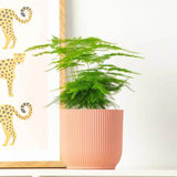 Asparagus Setaceus Plumosus (Umbra Iepurelui) - 35 cm