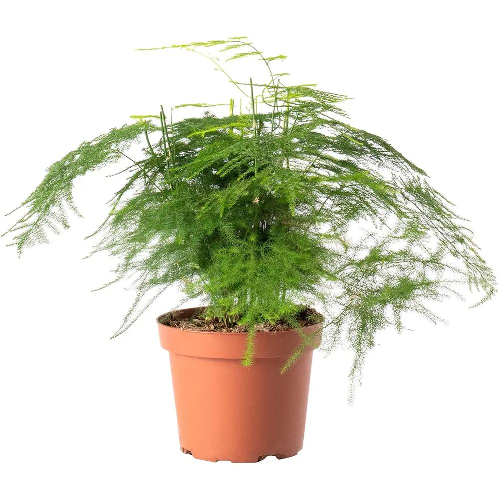 Asparagus Setaceus Plumosus (Umbra Iepurelui) - 35 cm