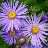 Steluta de Toamna (Aster) Mönch, flori violet-albastru, inflorire iulie-octombrie, rezistent la -23°C
